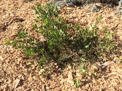 Arctostaphylos densiflora