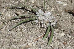 Allium obtusum obtusum