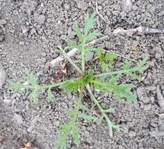 Matricaria discoidea