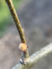 Dryocosmus floridensis