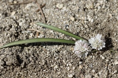 Allium obtusum obtusum
