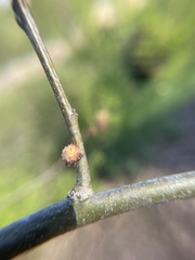 Dryocosmus floridensis