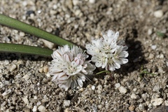 Allium obtusum obtusum