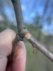 Dryocosmus floridensis