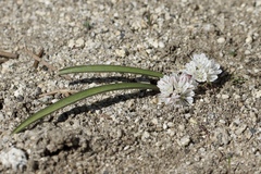 Allium obtusum obtusum