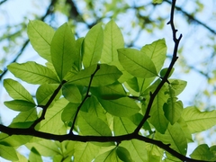 Sideroxylon lycioides