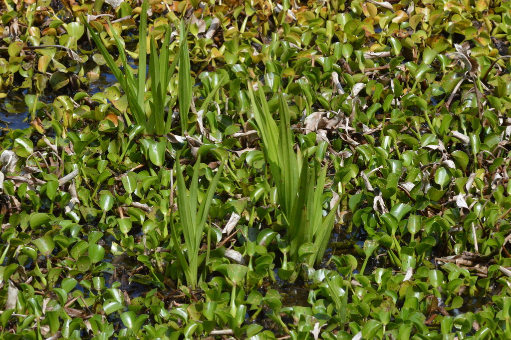 Habenaria repens