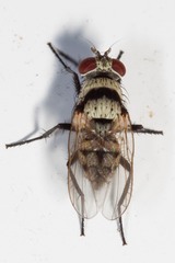 Anthomyia silvestris