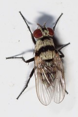 Anthomyia silvestris
