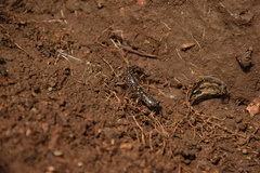 Plethodon cylindraceus