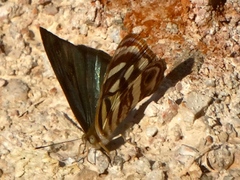 Dynamine postverta mexicana