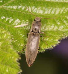 Agriotes pilosellus