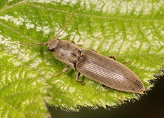 Agriotes pilosellus