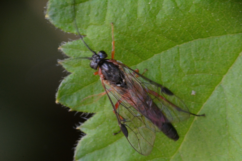 Torpedo Sawfly