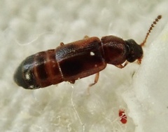 Dropephylla ioptera