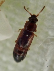 Dropephylla ioptera