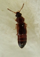 Dropephylla ioptera