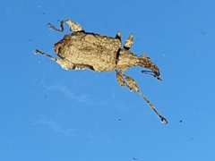 Stephanorhynchus curvipes