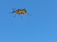Stephanorhynchus curvipes