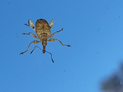 Stephanorhynchus curvipes