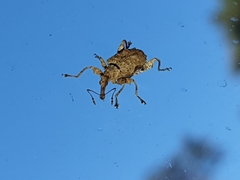 Stephanorhynchus curvipes