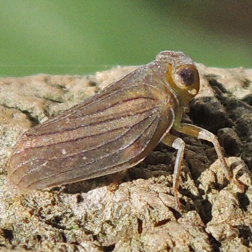 Aplos simplex photo 3