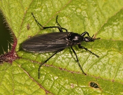 Bibio leucopterus