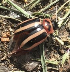 Calligrapha californica coreopsivora