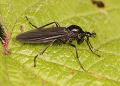 Bibio leucopterus