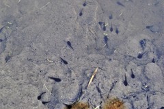 Bufotes viridis viridis