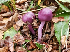 Cortinarius magellanicus