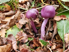 Cortinarius magellanicus