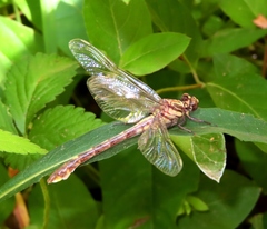 Gomphurus