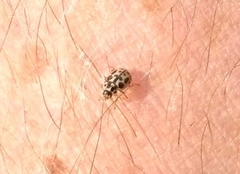 Anisosticta bitriangularis