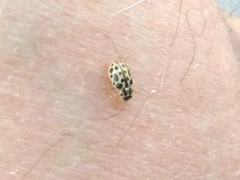 Anisosticta bitriangularis