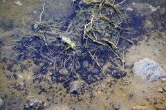 Bufotes viridis viridis