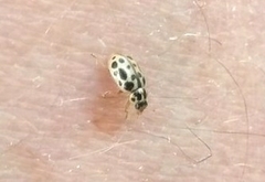 Anisosticta bitriangularis