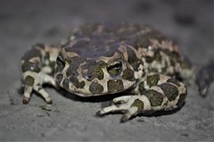 Bufotes viridis viridis