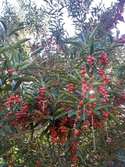 Citharexylum montevidense