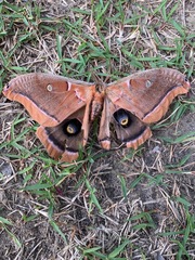 Antheraea polyphemus