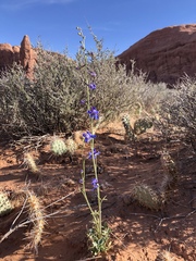 Delphinium scaposum