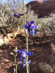 Delphinium scaposum