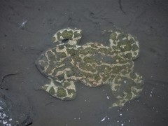 Bufotes viridis viridis