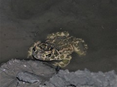 Bufotes viridis viridis