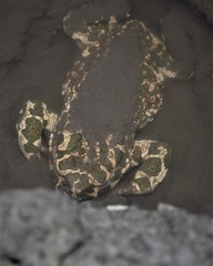 Bufotes viridis viridis