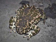 Bufotes viridis viridis