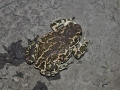 Bufotes viridis viridis