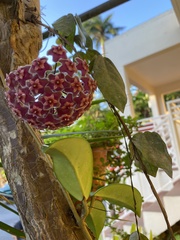 Hoya pubicalyx