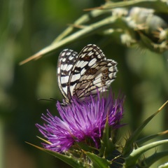 Melanargia ines