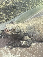 Sauromalus ater